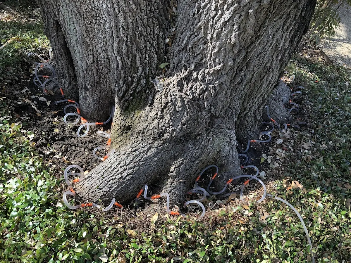 Detailed Tree Cabling and Bracing job site in Lewis